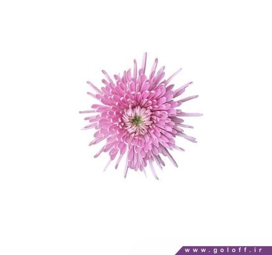خرید گل کرزنتیا هیدرا – Chrysanthemums | گل آف
